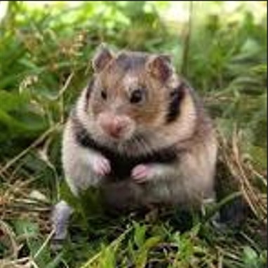 Hamster explorando o campo
